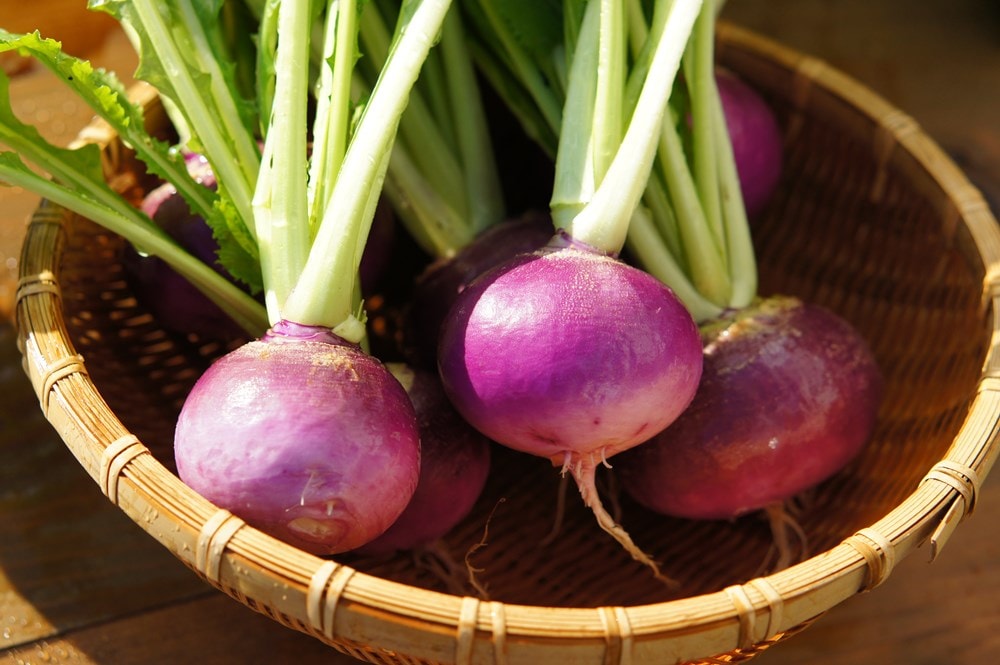 カブの苗 「紫かぶ・むらさきこまち 4本セット(肥料付)」9cmポット