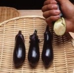 �ʥ����� �֤�������餫�ʥ� 4�ܥ��å�(������)��9cm�ݥåȡ�4����ܡ�5����ȯ��ʬͽ���