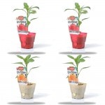 �ǥ���ƤΥѥץꥫ�ġ֥ӥС��ѥץꥳ�åȥ��å�(��å�2�ܡ���������2��)(������)��9cm�ݥåȡ�4����ܡ�5����ȯ��ʬͽ���