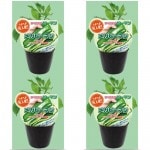 ���ॽ����Υԡ��ޥ��ġ֥ᥬ�ԡ��ޥ� 4�ܥ��å�(������)��9cm�ݥåȡ�4����ܡ�5����ȯ��ʬͽ���