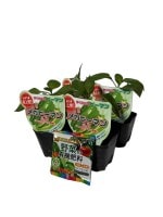 ���ॽ����Υԡ��ޥ��ġ֥ᥬ�ԡ��ޥ� 4�ܥ��å�(������)��9cm�ݥåȡ�4����ܡ�5����ȯ��ʬͽ���