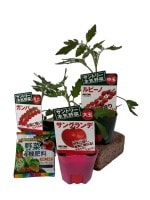 ����ȥ꡼�ܵ���ڡ��ȥޥ��� ���󤿤󥻥쥯��3�糧�åȡ֥�ӡ��� 1�ܡ������ 1�ܡ����󥰥��� 1�� (������)��9cm�ݥåȡ�4����ܡ�5����ȯ��ʬͽ���