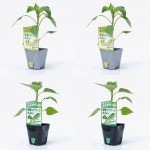 ����ȥ꡼�ܵ���ڡ������ԡ��ޥ���� 2��4�ܥ��åȡּ�Ϥ�饤��ۥ�� 2�ܡ���Ϥꥰ�꡼��ۥ�� 2��(������)��9cm�ݥåȡ�4����ܡ�5����ȯ��ʬͽ���