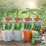 �ǥ���ơ������Ȥ����ĥ��åȡ֥����ѡ������Ȥ� 2�ܡ������ѡ������Ȥ������� 2�� (������)��9cm�ݥåȡ�4����ܡ�5����ȯ��ʬͽ���