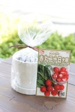 ���ݥ��åȡ��ִ�20���纬�ʥ�ǥ��å���ˡ�