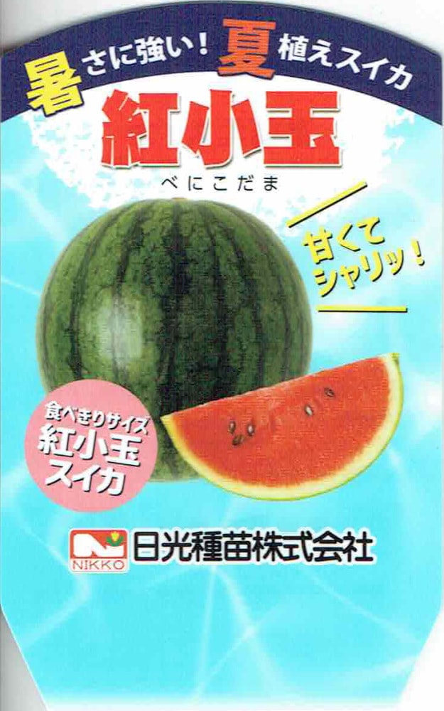 夏植えスイカ 暑さに強い紅小玉」 9cmポット【6月上旬～7月
