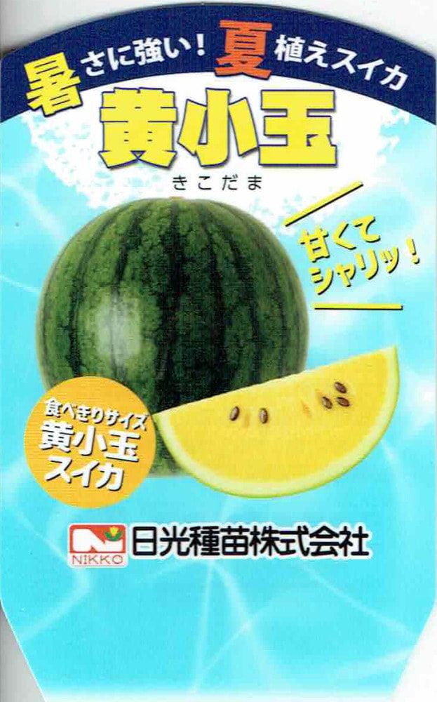夏植えスイカ 暑さに強い黄小玉」 9cmポット【6月上旬～7月