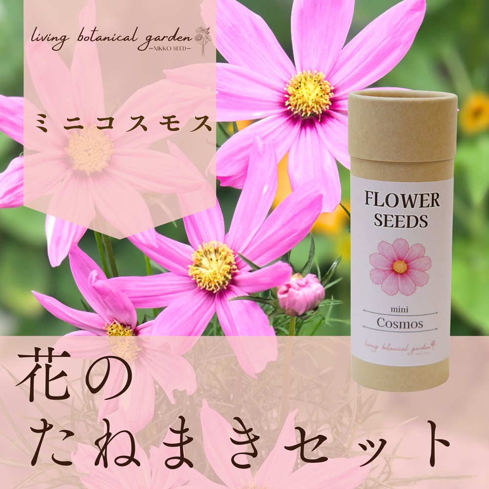 花のたねまきセット ミニコスモス」Living botanical garden（リビング