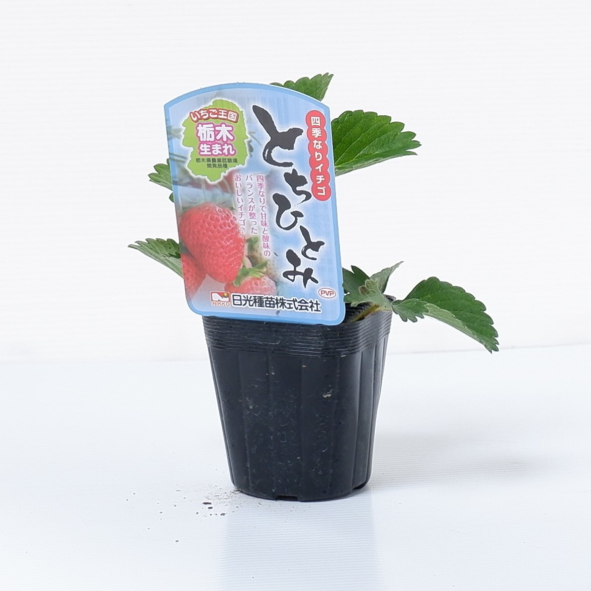 いちご苗「とちひとみ（pvp） 4本セット・肥料付」9cmポット苗