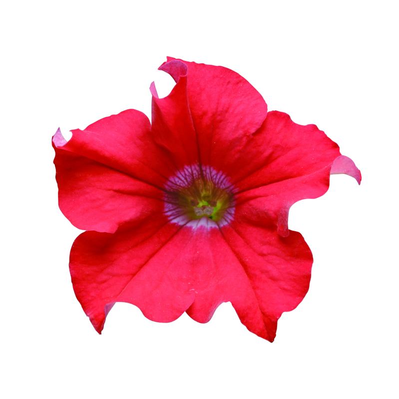 ����ȥ꡼�ե����֥��ե��˥� ���㥤���å�(���ط�)���ġ�9cm�ݥåȡ�3����ܽв١�