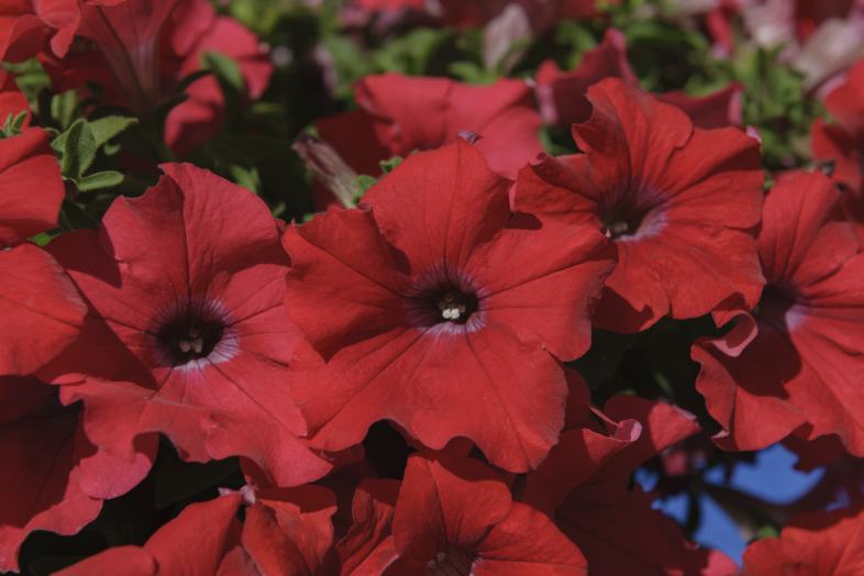 ����ȥ꡼�ե����֥��ե��˥� ���㥤���å�(���ط�)���ġ�9cm�ݥåȡ�3����ܽв١�