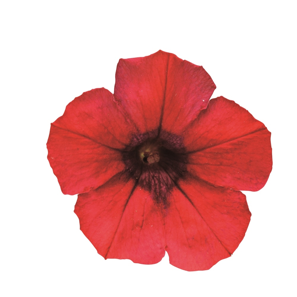 ȥ꡼ե֥ե˥ JAPANå(ط)ġ9cmݥåȡ3ܽв١