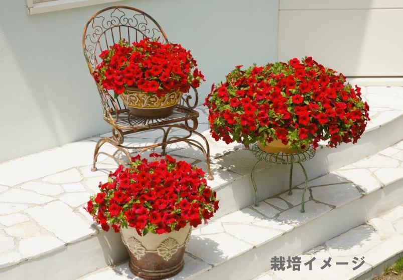 ȥ꡼ե֥ե˥ JAPANå(ط)ġ9cmݥåȡ3ܽв١