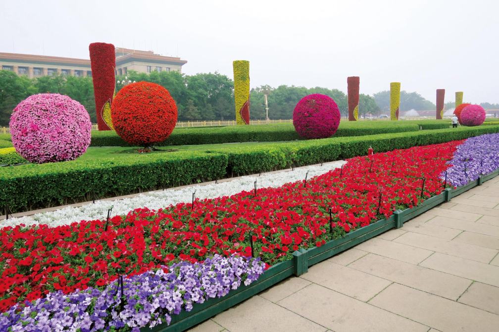 ȥ꡼ե֥ե˥ JAPANå(ط)ġ9cmݥåȡ3ܽв١