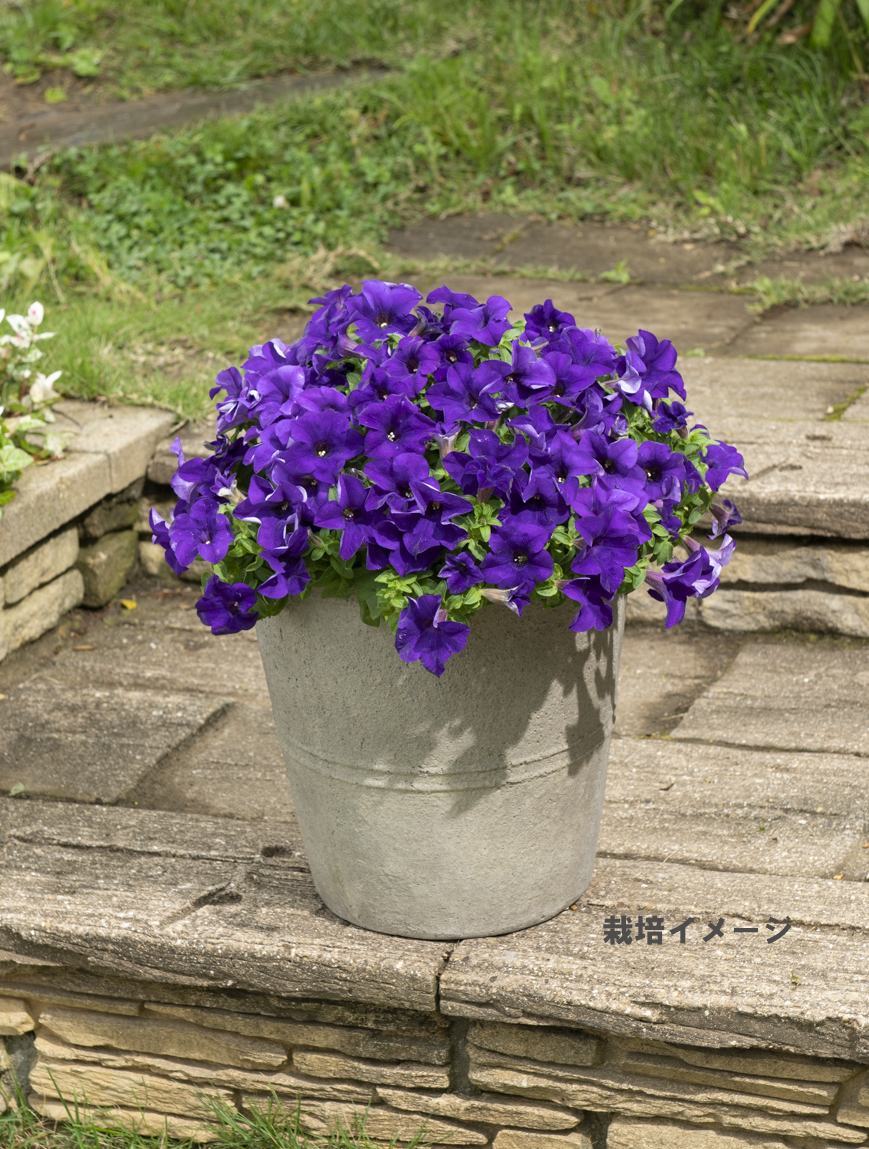 ����ȥ꡼�ե����֥��ե��˥� �ǥ����ץ֥롼(���ط�)���ġ�9cm�ݥåȡ�3����ܽв١�