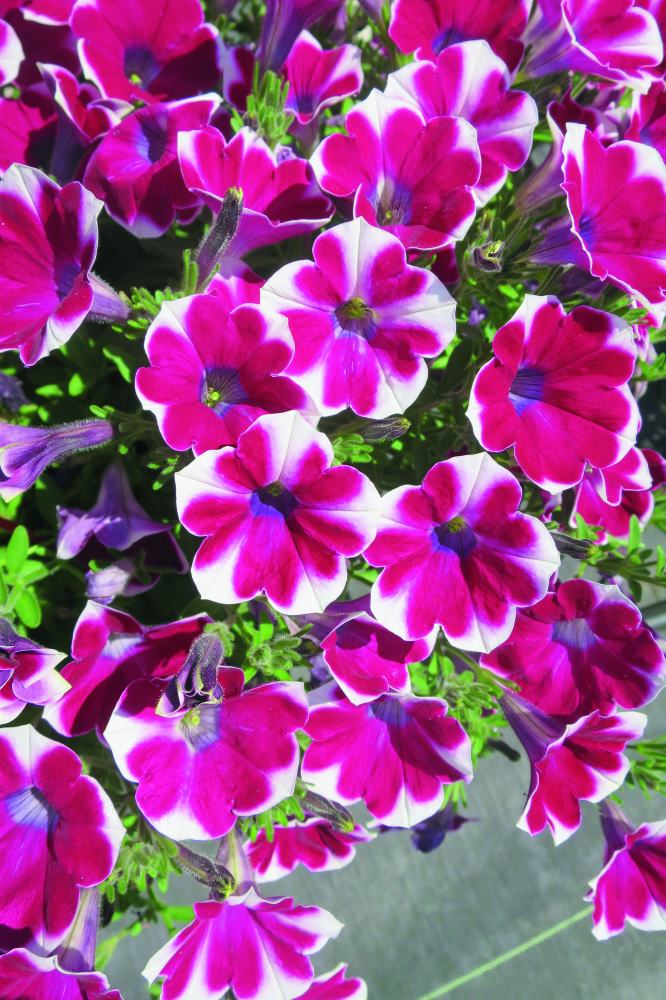 ȥ꡼ե֥ե˥ եåڤġ 9cmݥåȡ3ܽв١