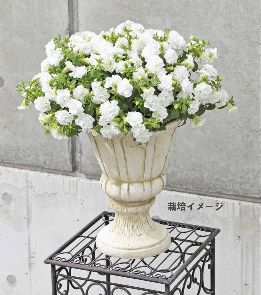 ȥ꡼ե֥ե˥ե ۥ磻Ȥġ 9cmݥåȡ3ܽв١