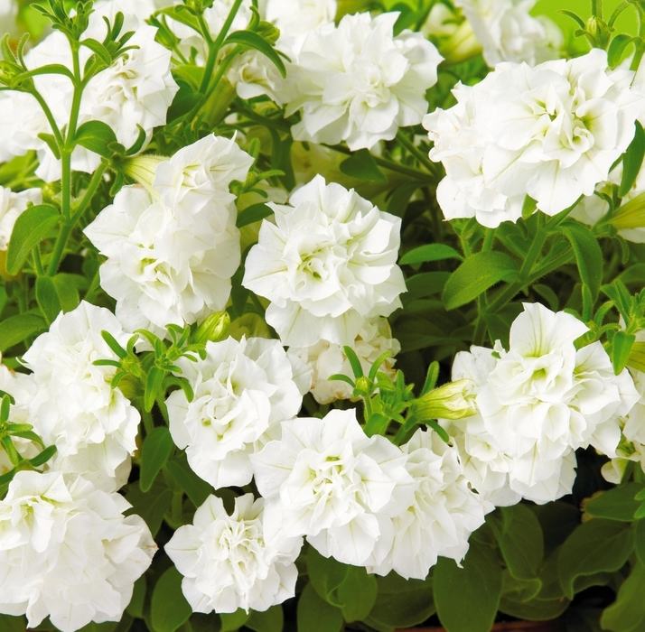 ȥ꡼ե֥ե˥ե ۥ磻Ȥġ 9cmݥåȡ3ܽв١