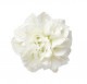 ȥ꡼ե֥ե˥ե ۥ磻Ȥġ 9cmݥåȡ3ܽв١