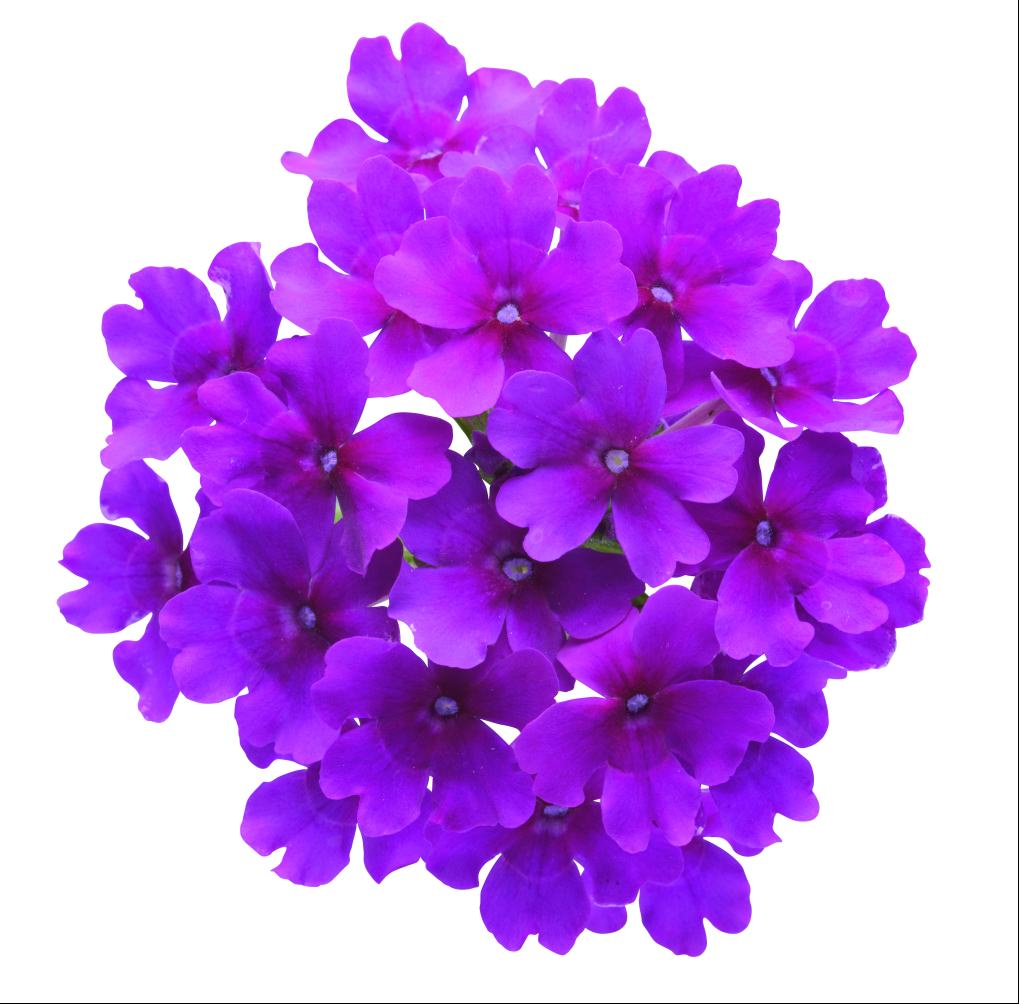 ȥ꡼եֲּ 餵֤ġ9cmݥåȡ3ܽв١