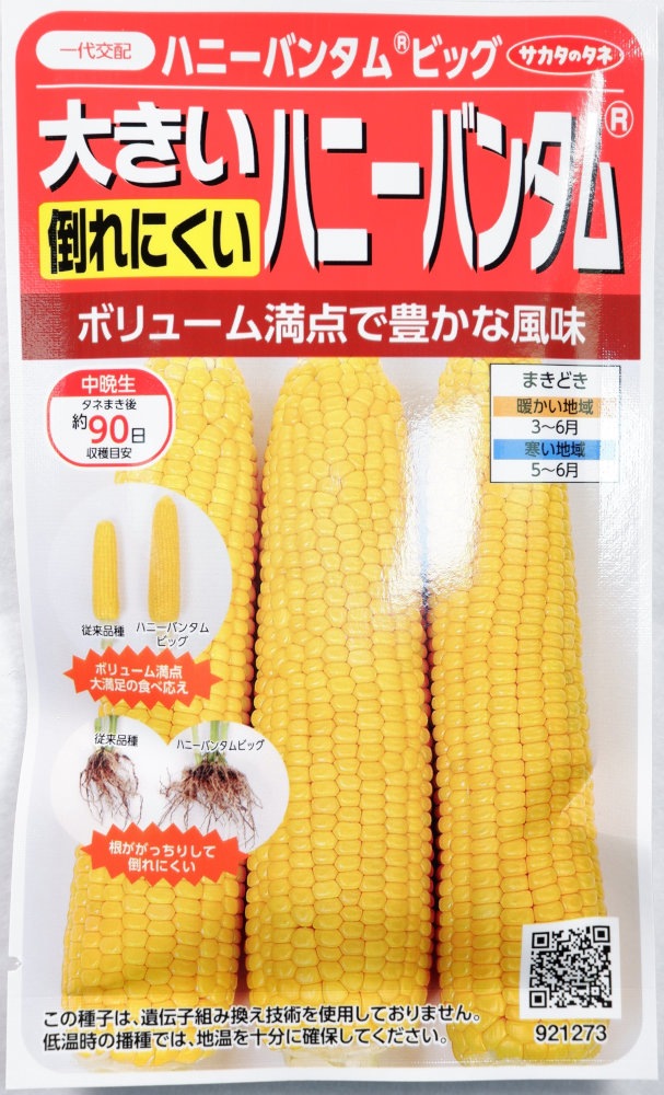 サカタのタネ 倒れにくいハニーバンタム「ハニーバンタムビッグ」の