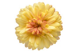 ����ȥ꡼�ե��� �֎Ύގݎ��ގώ����ގڎ��ġ����ץꥳ�åȡ� 10.5cm�ݥåȡ�3����ܤ��в١�