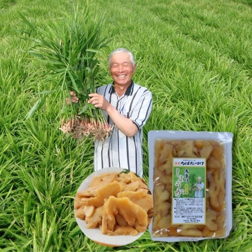 高知四万十産 浅漬けしょうが