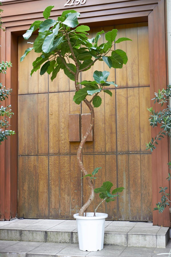 希少 フィカス アフリカンプリンス 観葉植物 大型 calm cafe