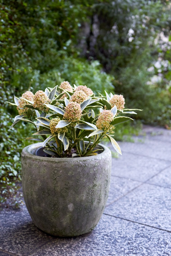 スキミア マジックマルロー 観葉植物 Niko Flowers