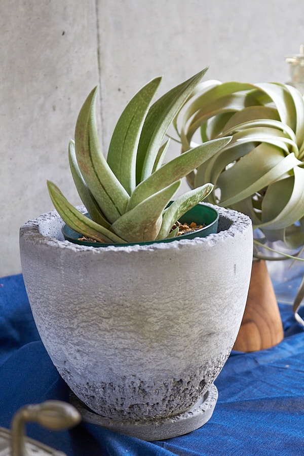 ガステラロエ グリーンアイス | サボテン・多肉植物 | NIKO FLOWERS+