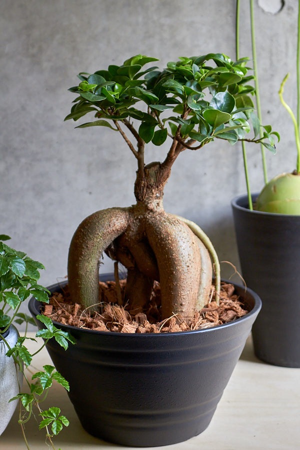 ガジュマル | 観葉植物・その他植物 | NIKO FLOWERS+