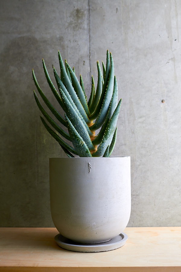 アロエ ディコトマ | サボテン・多肉植物 | NIKO FLOWERS+