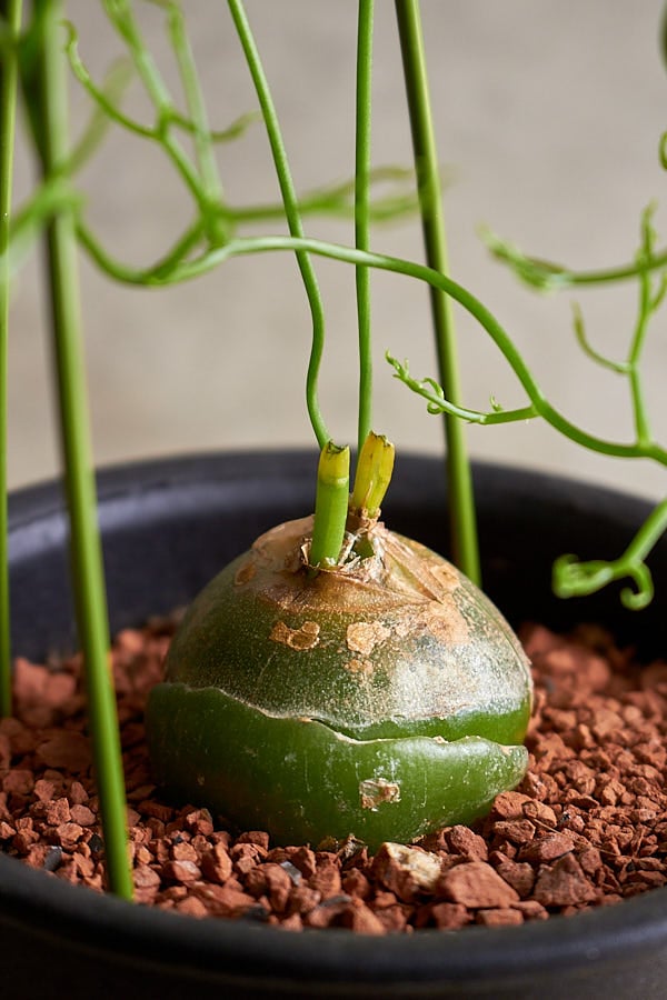 蒼角殿 | サボテン・多肉植物 | NIKO FLOWERS+