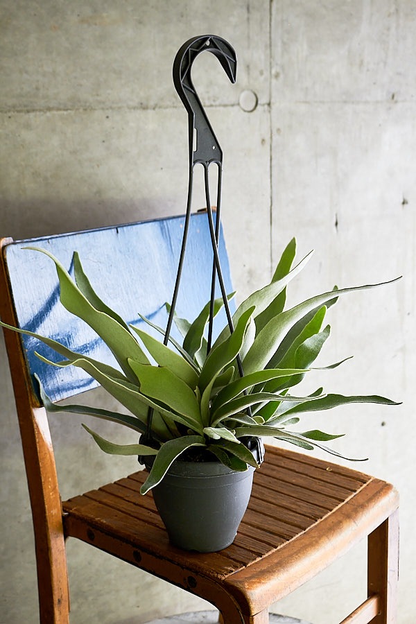 ぽち@様　ご確認用　ビカクシダ 2025.11/22〜】板付ビカクシダ P. veitchii | IMAMA