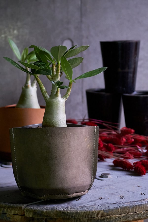 アデニウム アラビカム | サボテン・多肉植物 | NIKO FLOWERS+