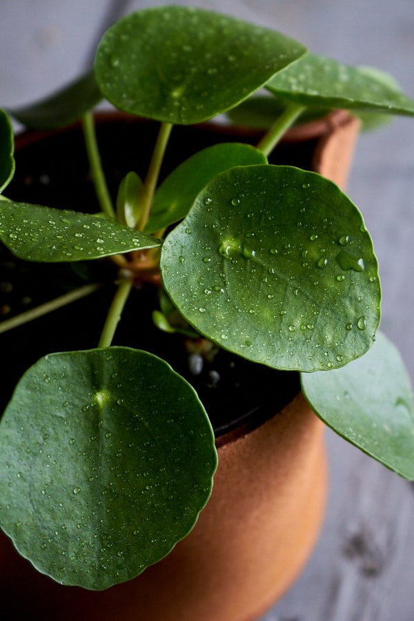 nico様専用 ピレアペペロミオイデス nico ピレアペペロミオイデス