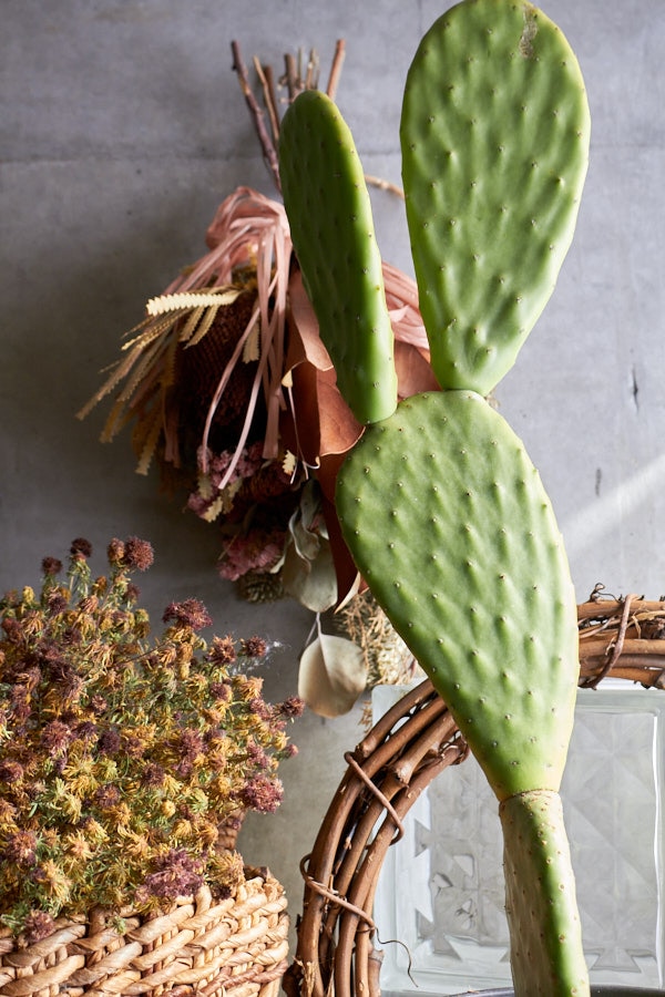 サボテン バーバンクウチワ | サボテン・多肉植物 | NIKO FLOWERS+