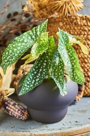 �٥��˥� �ۥ磻�ȥ�����