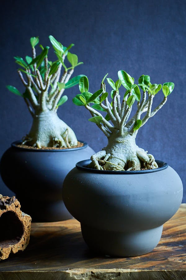 アデニウム アラビカム | サボテン・多肉植物 | NIKO FLOWERS+