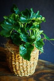 �ե����ǥ�ɥ��� ����-�� �����ѡ����ȥ�