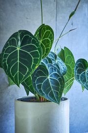 ���󥹥ꥦ�� �����ͥ�ӥ塼��