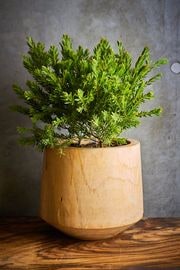 �������� �ƥ쥵