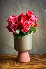 ��å����٥��˥������ȥ��٥꡼�ե������ 