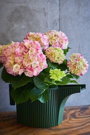 ��������ե� 10.�����ǥ�ӡ��ȥ�(�ե��󥿥ʥ��祦��)�ȥԥ󥯷ϥ��������Υ��å�