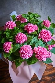 ��������ե� 13.�������� ����