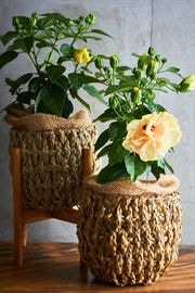 �ϥ��ӥ����� ���ɥ˥����֥�ۥ磻��