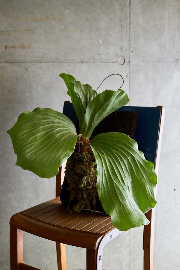 1_000000000200.jpg?1678209907