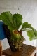 �ӥ������� ����ե���ȥƥ���