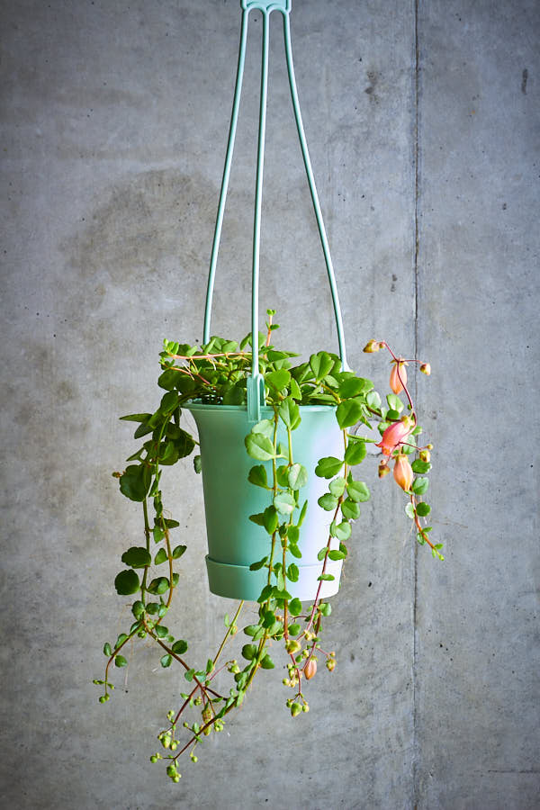 ����󥳥� �ե��ե�