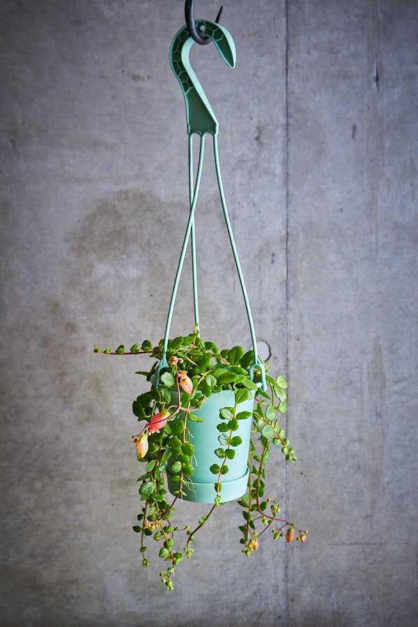 ����󥳥� �ե��ե�